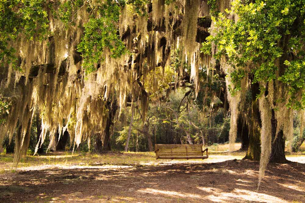 Spanish Moss Sans The Red Bugs Reflections